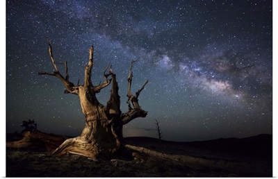 The Milky Way and a dead bristlecone pine tree in the White Mountains, California