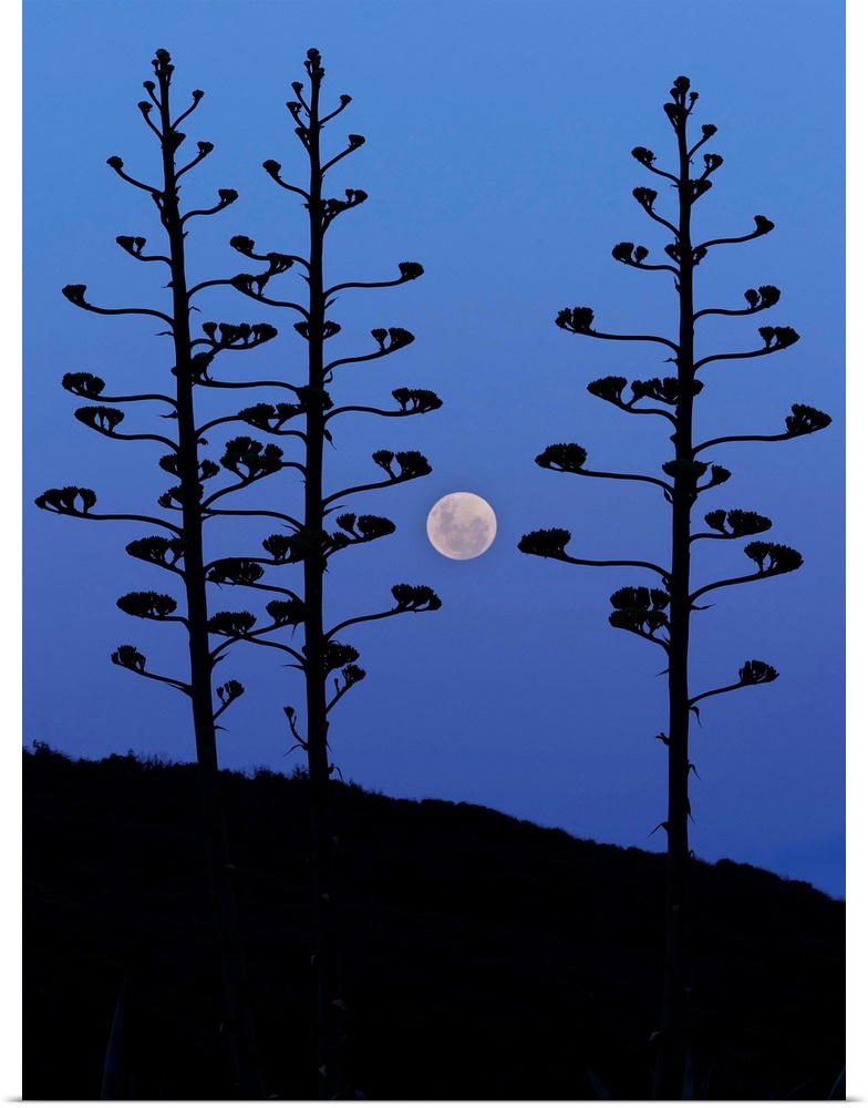 The moon rising between agave trees, Miramar, Argentina.