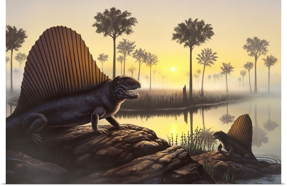 The sailed-back Dimetrodon, which was actually a mammal-like reptile and not a dinosaur, sunbathes in a primordial swamp.