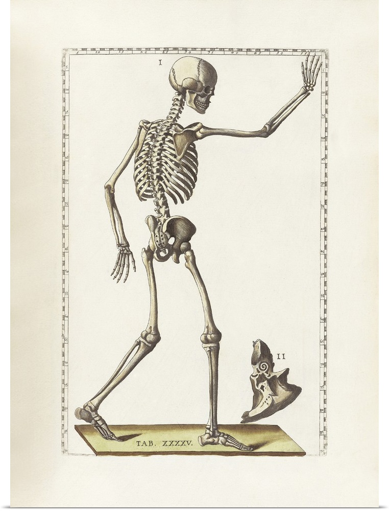 The science of human anatomy by Bartholomeo Eustachi.
