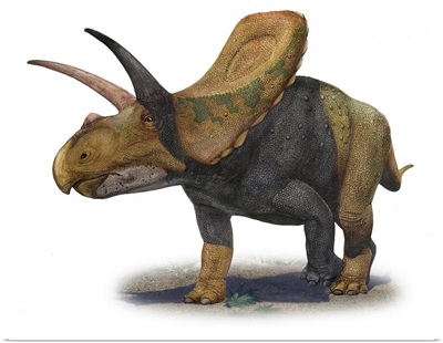 Torosaurus latus, a prehistoric era dinosaur
