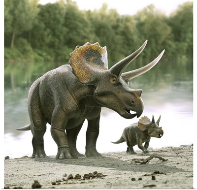 Triceratops Dinosaur With His Calf