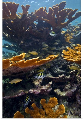 Tropical fish take refuge amongst Elkhorn Coral