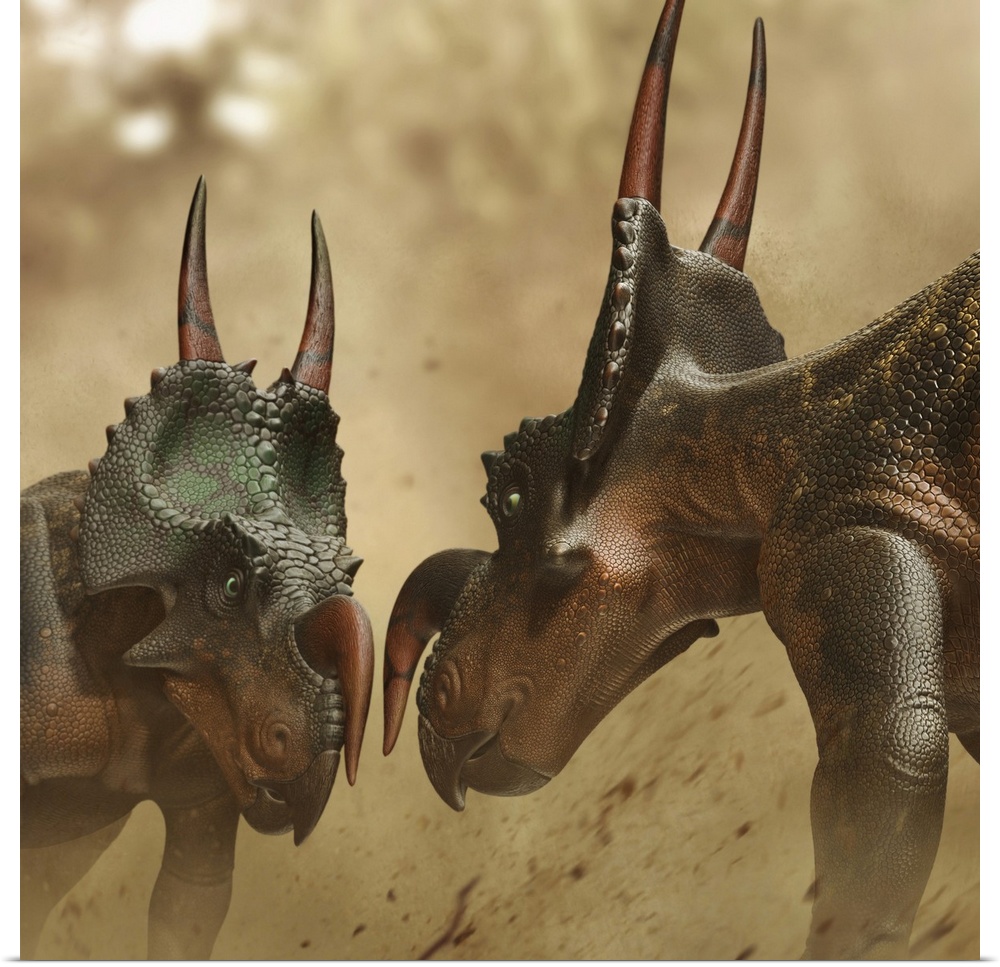 Two Einiosaurus dinosaurs fighting.