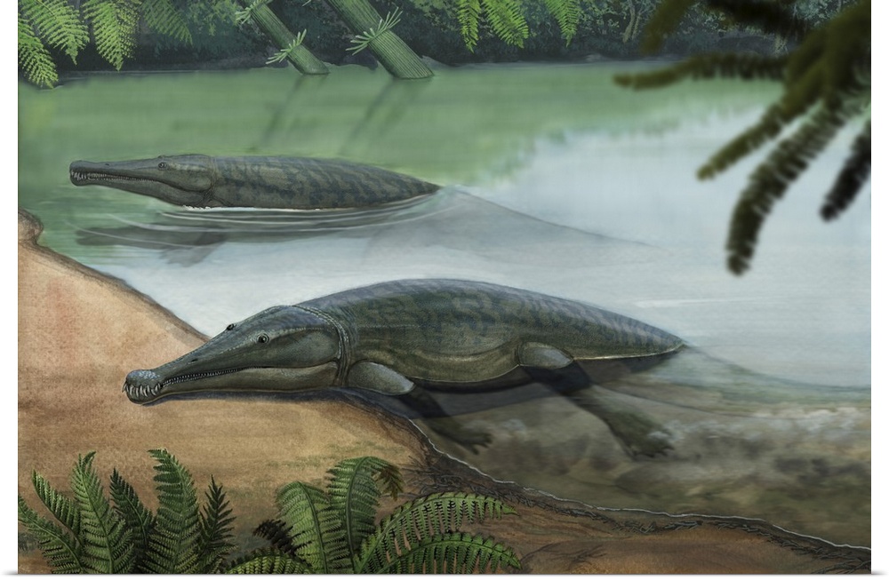 Two prehistoric Platyoposaurus stuckenbergi swim ashore.