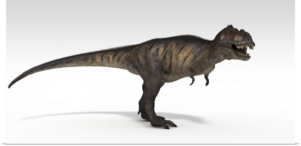 Tyrannosaurus Rex, white background.