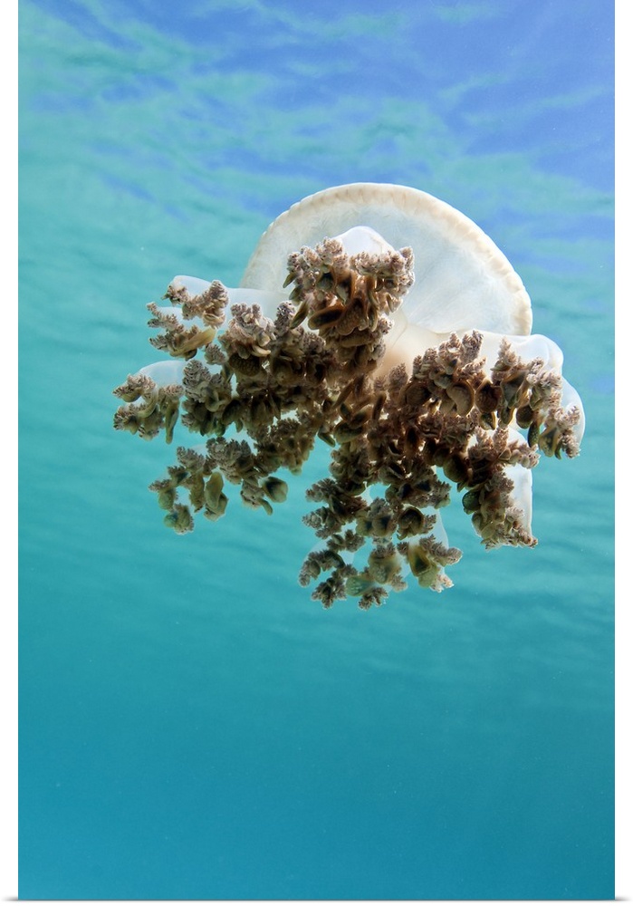 Upside down jellyfish in Caribbean Sea.
