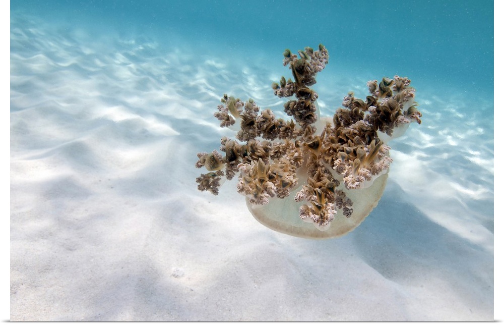 Upside down jellyfish over sand in Caribbean Sea.