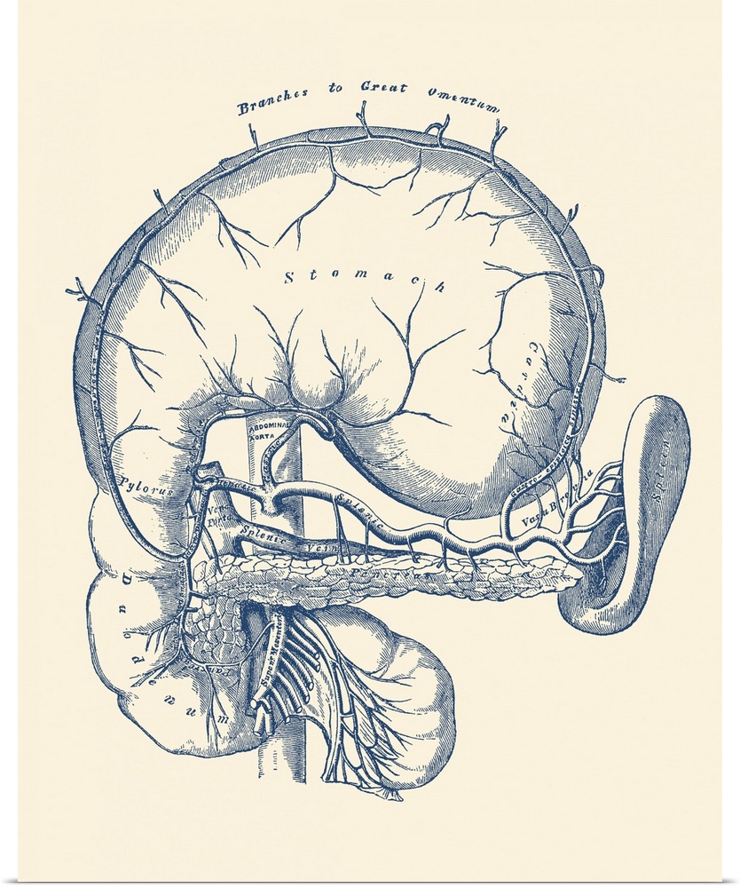 Vintage anatomy print features a diagram of the human stomach.