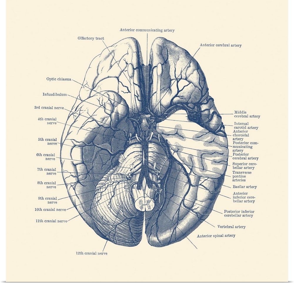 Vintage anatomy print of the human brain depicting the nerves and arteries.