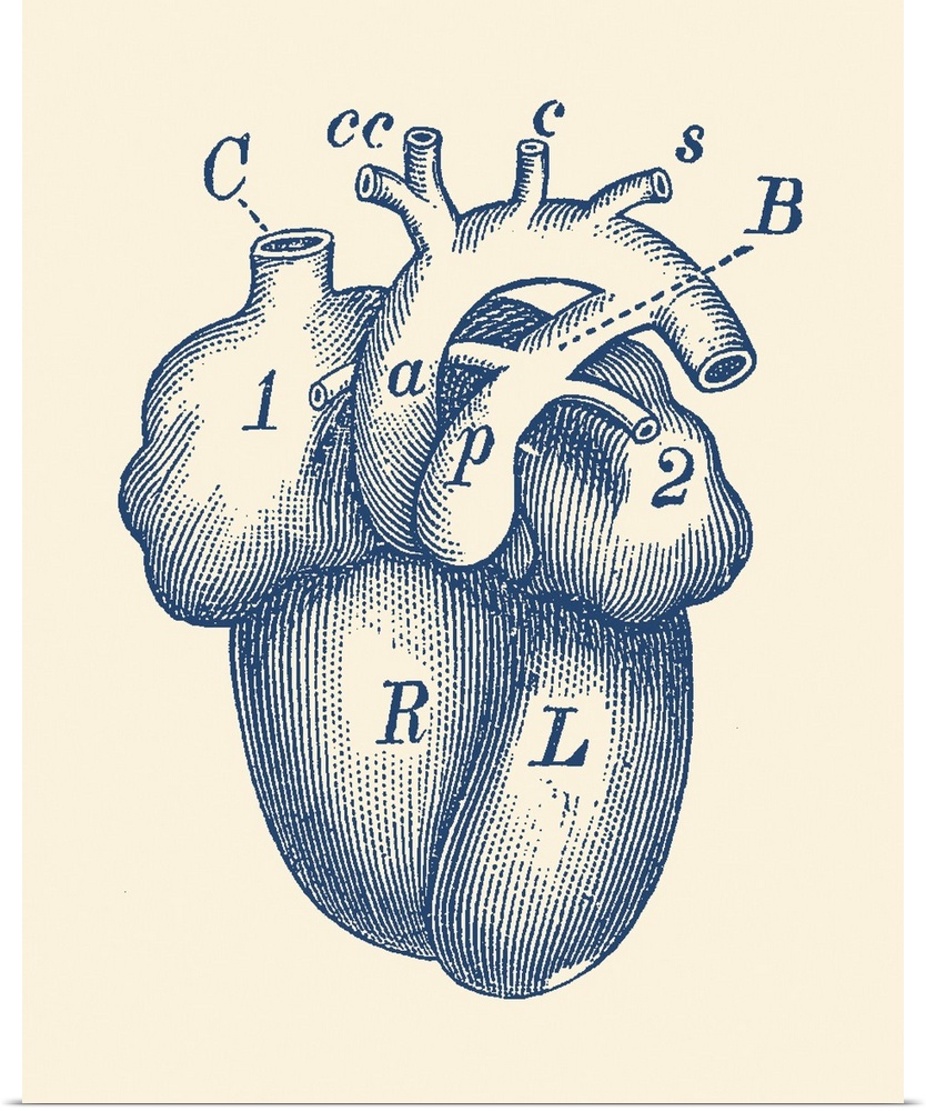 Vintage anatomy print of the human heart.