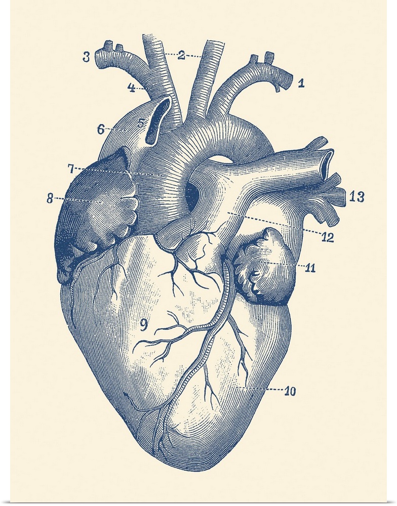 Vintage anatomy print of the human heart with veins visible.