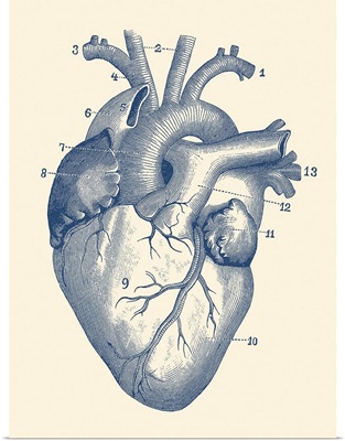 Vintage Anatomy Print Of The Human Heart With Veins Visible