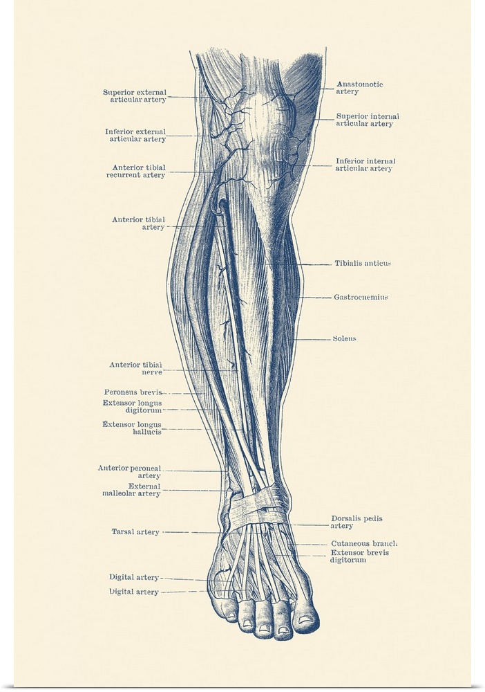 Vintage anatomy print of the human leg, showcasing the veins and arteries.