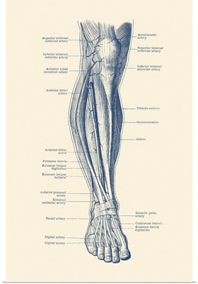 Vintage Anatomy Print Of The Human Leg, Showcasing The Veins And Arteries