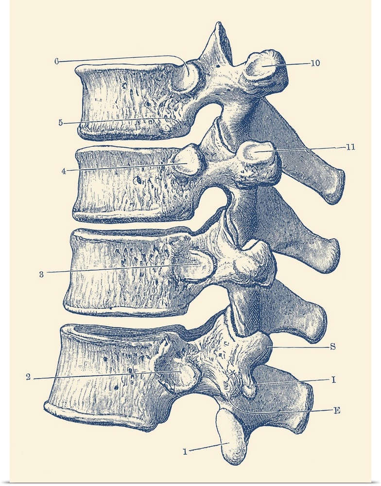 Vintage anatomy print of the human spine, showcasing four vertebrae.