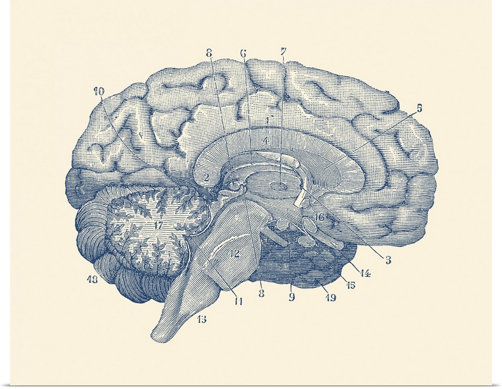 Vintage anatomy print showing a diagram of the human brain.