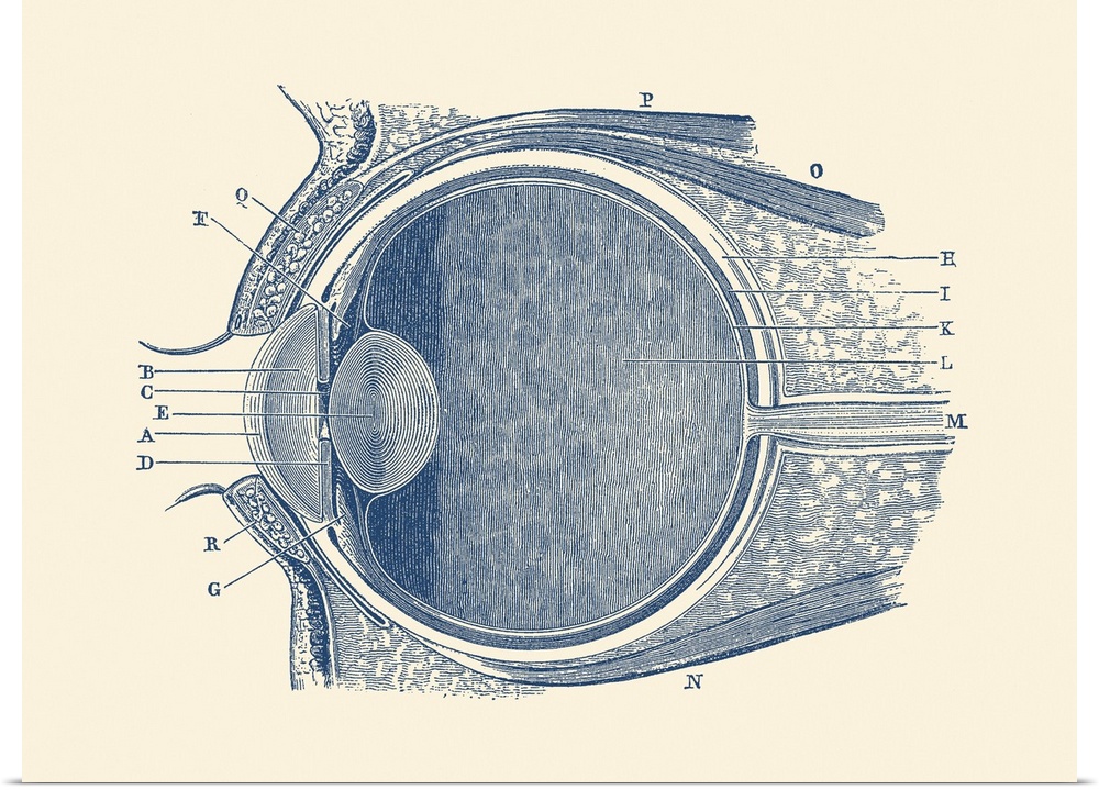 Vintage anatomy print showing a diagram of the human eye.