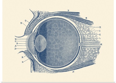 Vintage Anatomy Print Showing A Diagram Of The Human Eye