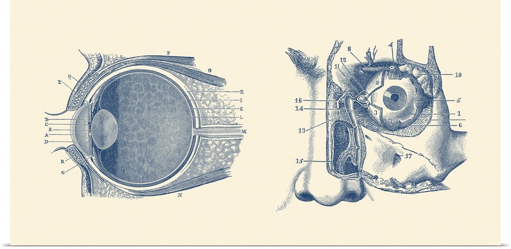 Vintage anatomy print showing a diagram of the human eye anatomy.