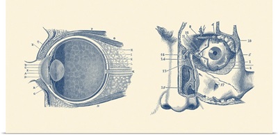 Vintage Anatomy Print Showing A Diagram Of The Human Eye Anatomy