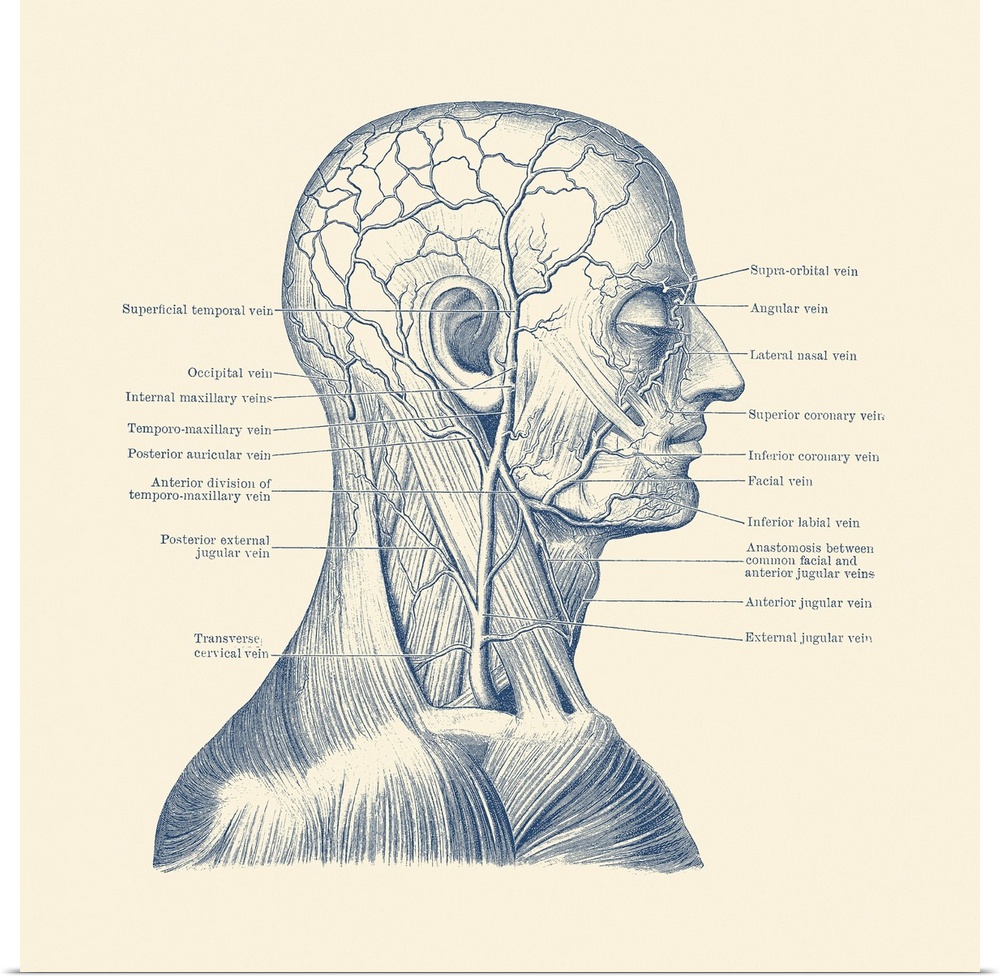 Vintage anatomy print showing a diagram of the human head.