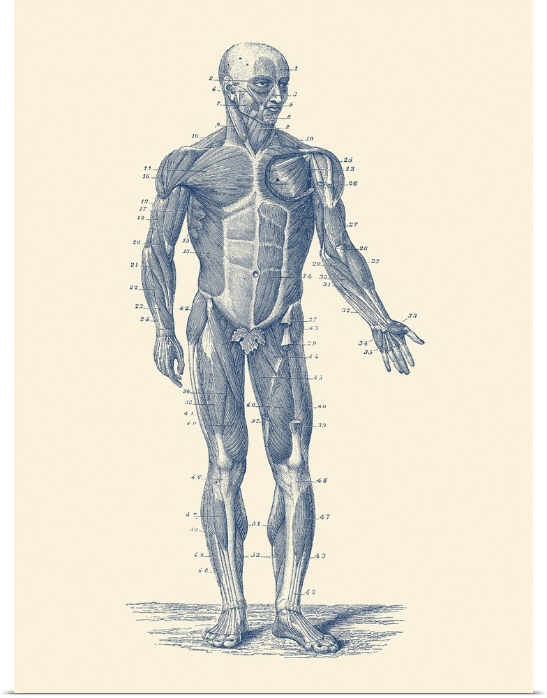 Vintage anatomy print showing a diagram of the human musculoskeletal system.