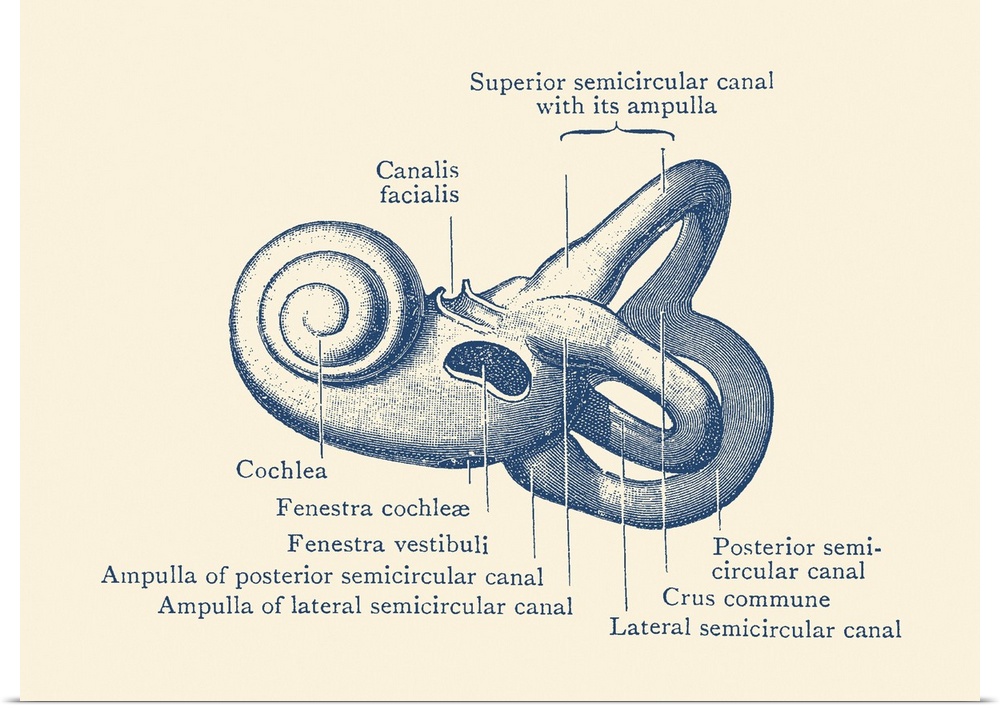 Vintage anatomy print showing a diagram of the inner ear.