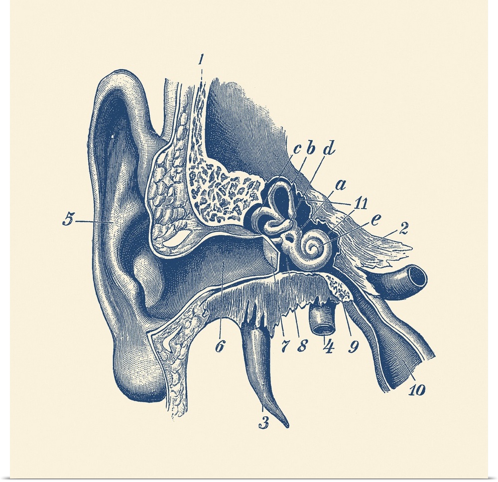 Vintage anatomy print showing a diagram of the inner ear.