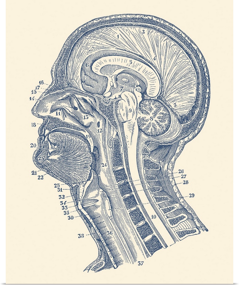 Vintage anatomy print showing a diagram of the structures in and around the human brain.