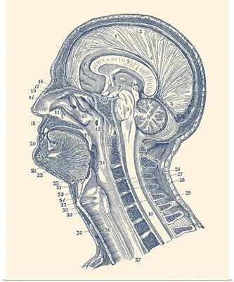 Vintage Anatomy Print Showing A Diagram Of The Structures In And Around The Human Brain