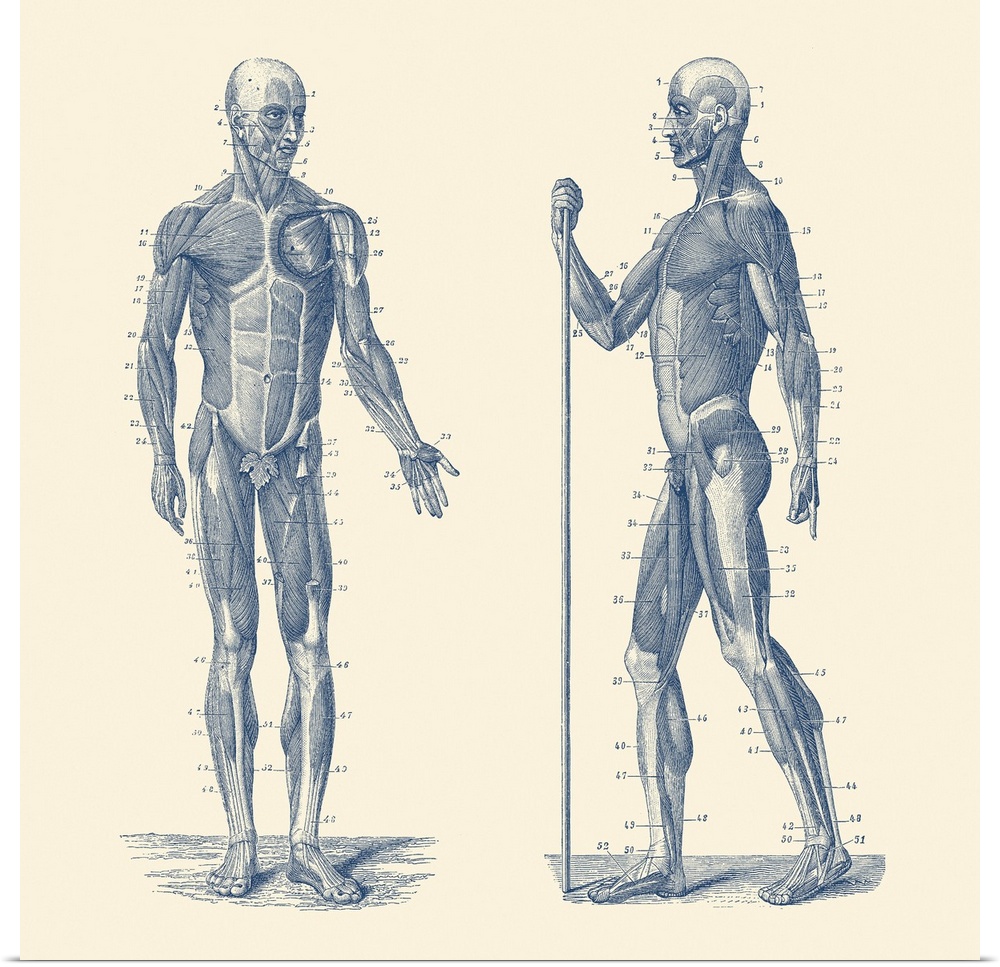 Vintage anatomy print showing a dual view diagram of the human musculoskeletal system.