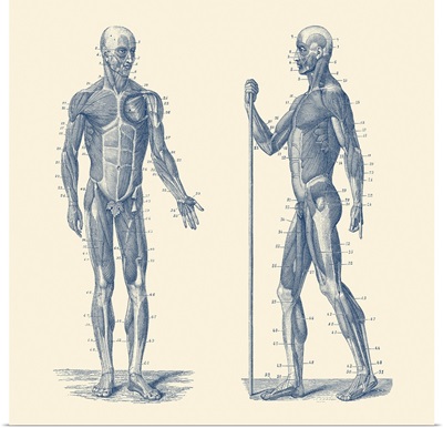 Vintage Anatomy Print Showing A Dual View Diagram Of The Human Musculoskeletal System