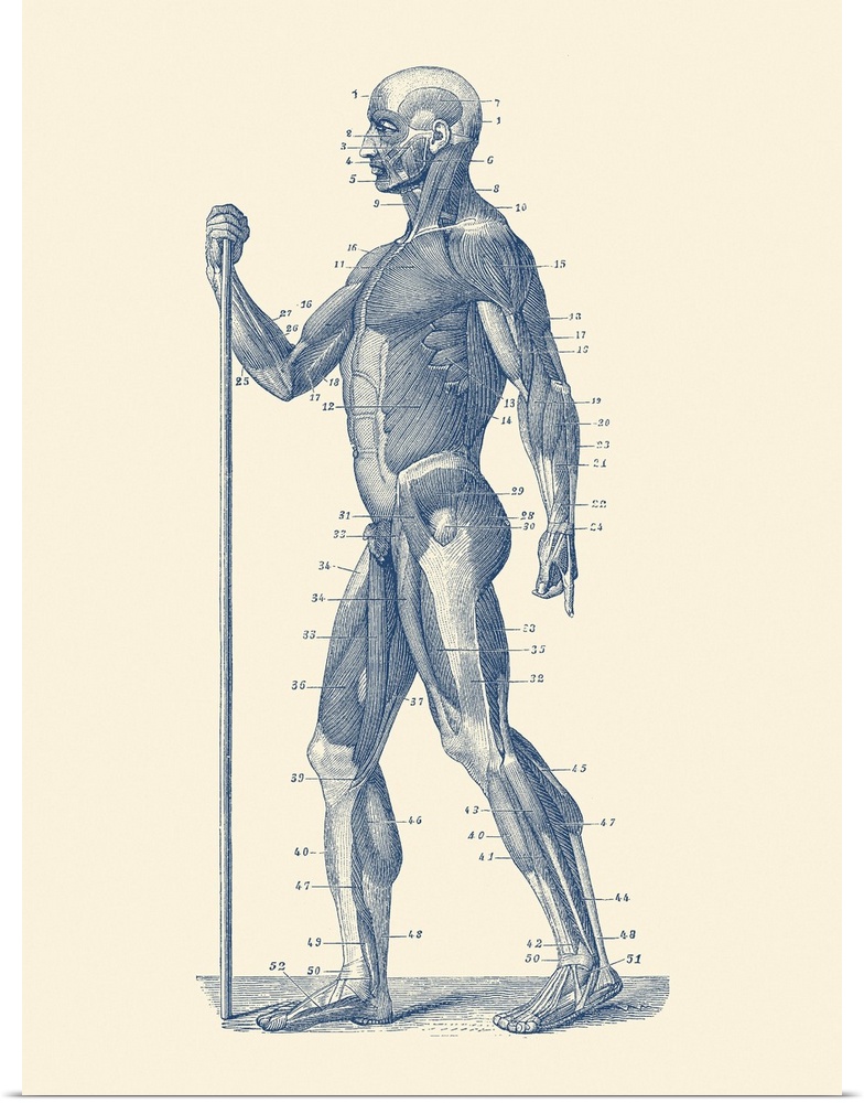 Vintage anatomy print showing a side view diagram of the human muscular system.