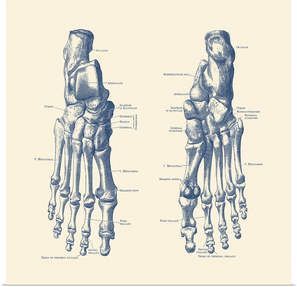 Vintage anatomy print showing the feet, ankles and joints of a human skeleton.