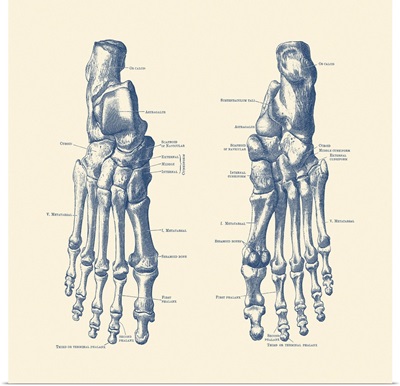 Vintage Anatomy Print Showing The Feet, Ankles And Joints Of A Human Skeleton