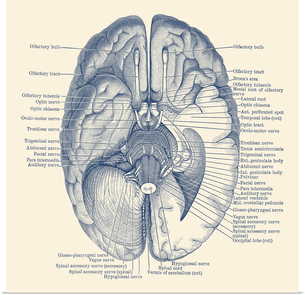 Vintage anatomy print showing the nervous system located in the brain.