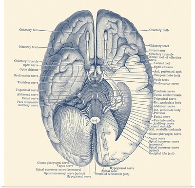 Vintage Anatomy Print Showing The Nervous System Located In The Brain