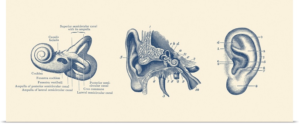 Vintage anatomy print showing three views of the human ear.