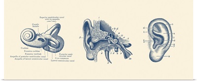 Vintage Anatomy Print Showing Three Views Of The Human Ear