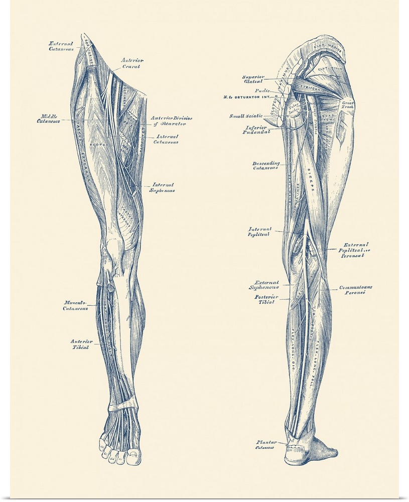 Vintage diagram depicting the muscles and arteries in the legs.