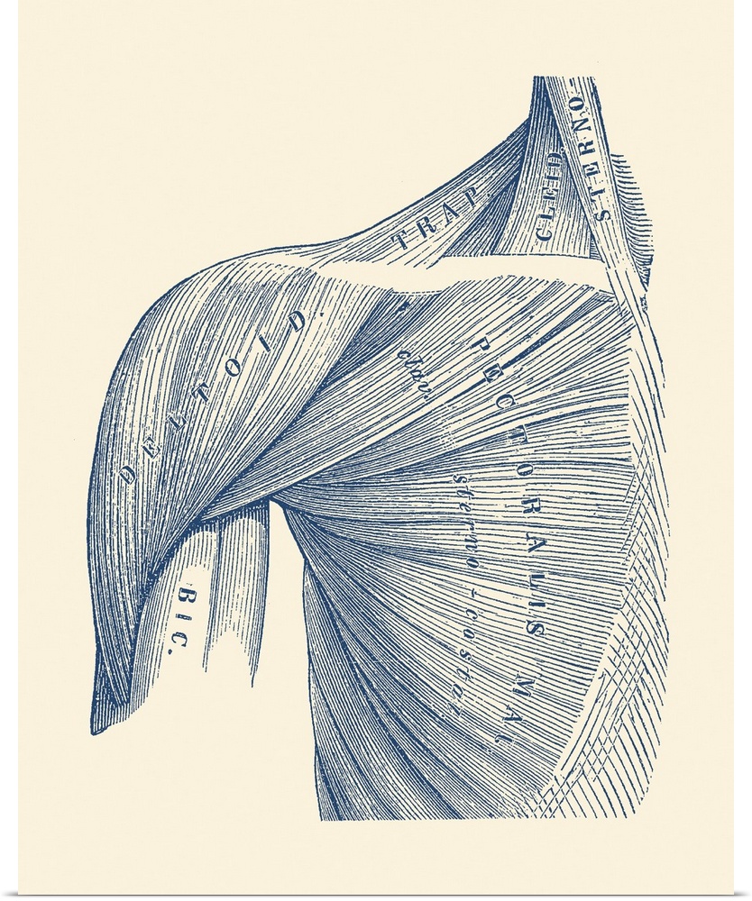 Vintage diagram of the muscles within the upper arm, shoulder, and neck.