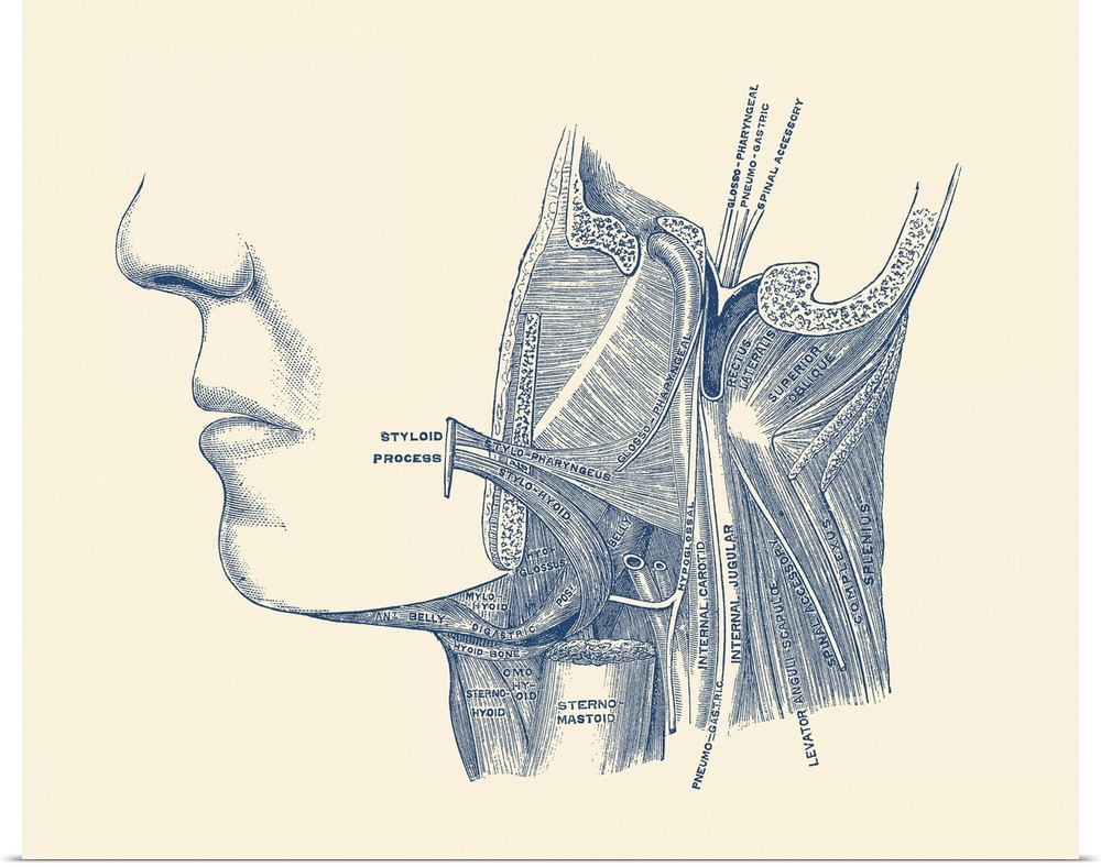 Vintage Diagram of the neck and jaw, labeling each bone, muscle and artery.