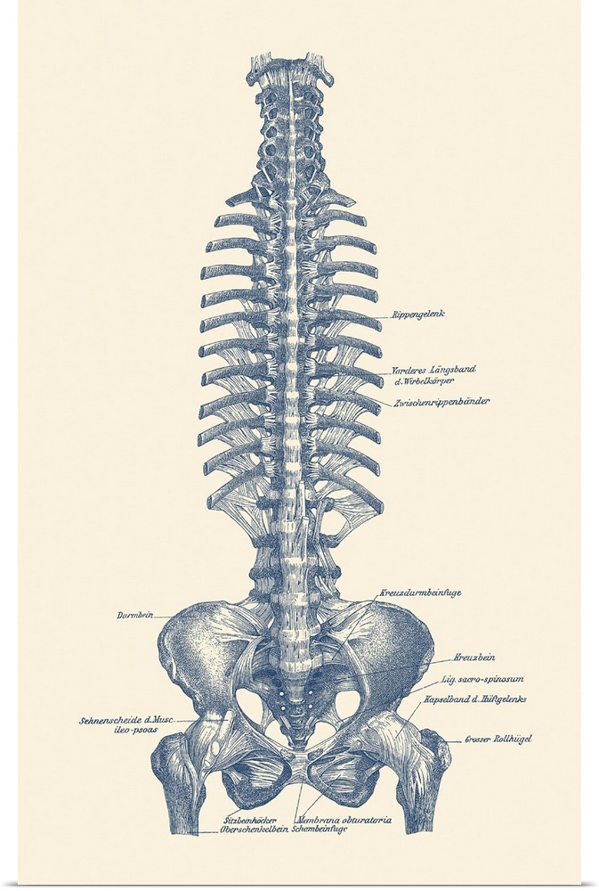 Vintage diagram of the spine and pelvis within a human body labeled in german.