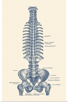 Vintage Diagram Of The Spine And Pelvis Within A Human Body Labeled In German