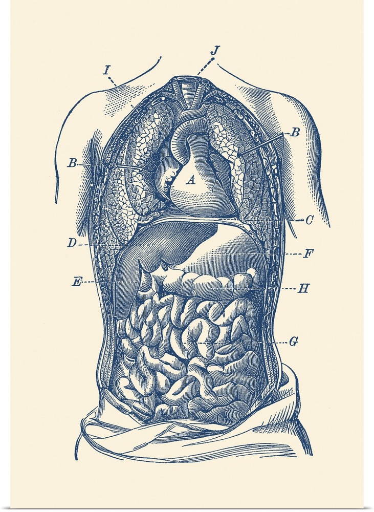 Vintage diagram the human digestive system, showcasing the small and large intestines.