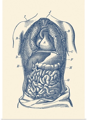 Vintage Diagram The Human Digestive System, Showcasing The Small And Large Intestines