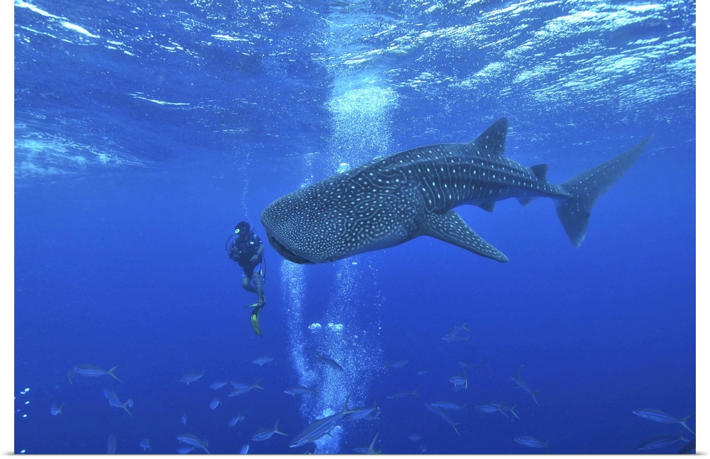 Whale shark and diver, Maldives.