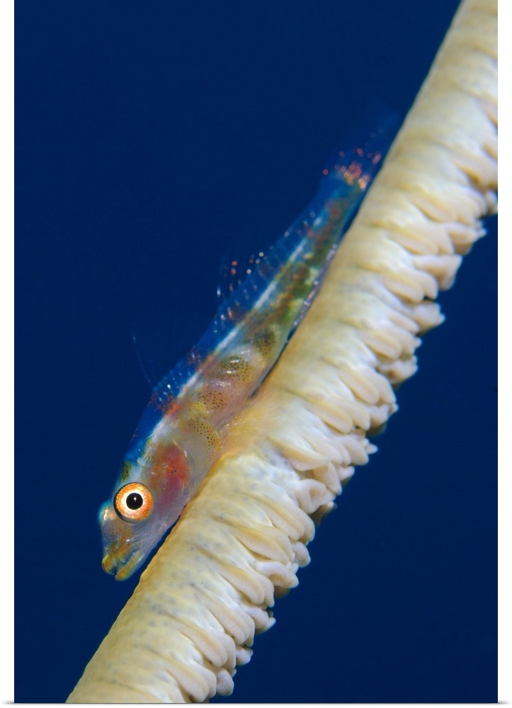 Whip-coral goby on common wire coral.