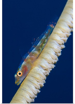Whip-coral goby on common wire coral